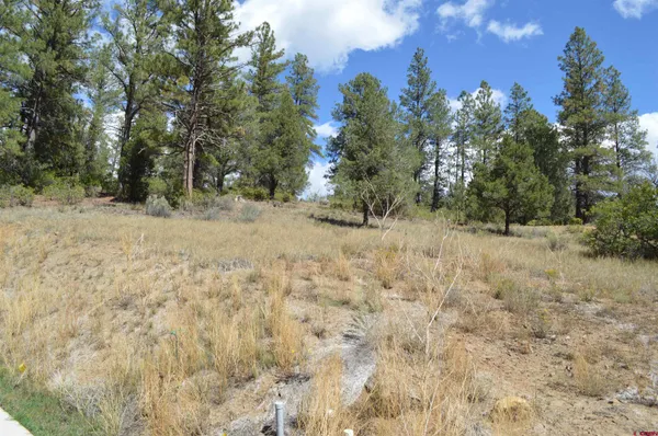 a view of a yard with trees