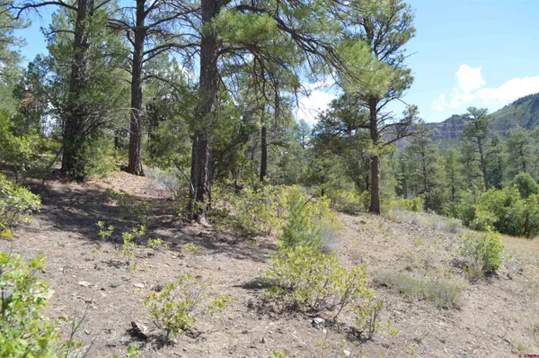 a view of a forest filled with trees