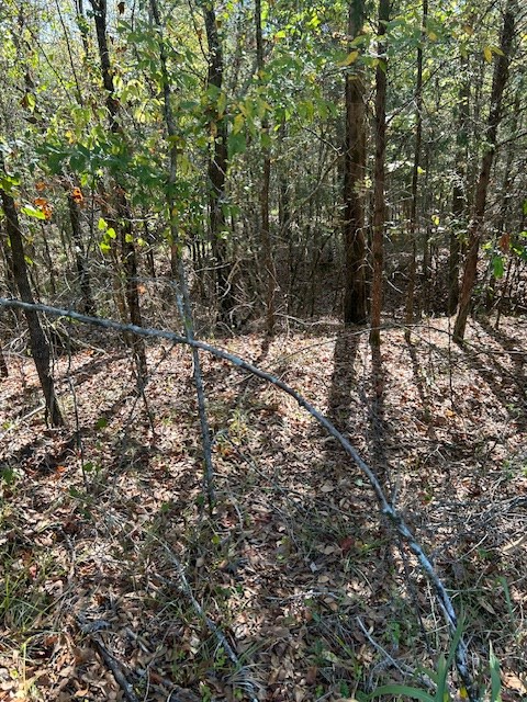 0 Lot 9 Catfish Cove Road Waterloo, SC 29384 - Photo 17 of 20 Gallery Image 17