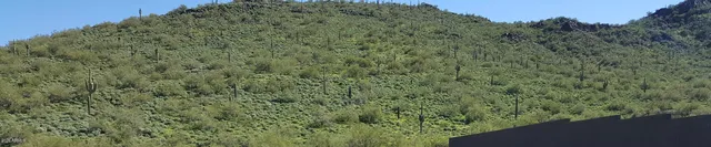 a view of a forest with a street