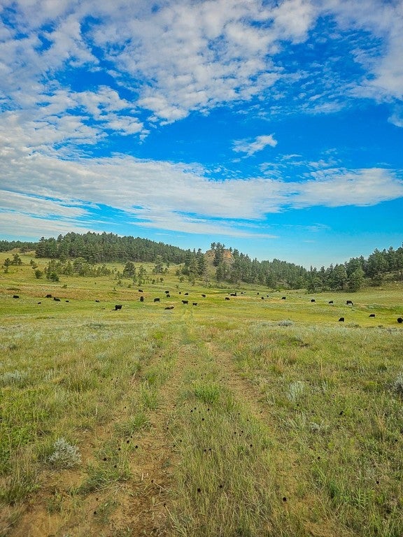480 Spring Creek Road Ismay, MT 59336 - Photo 13 of 29 Gallery Image 13