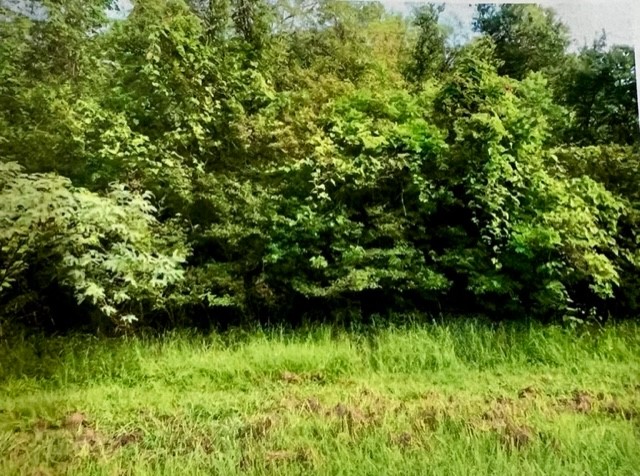 0 Hasema Sweeny, TX 77480 - Photo 2 of 12 a view of yard with green space