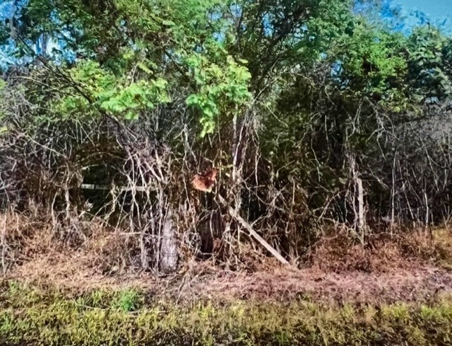 0 Hasema Sweeny, TX 77480 - Photo 5 of 12 a view of a yard