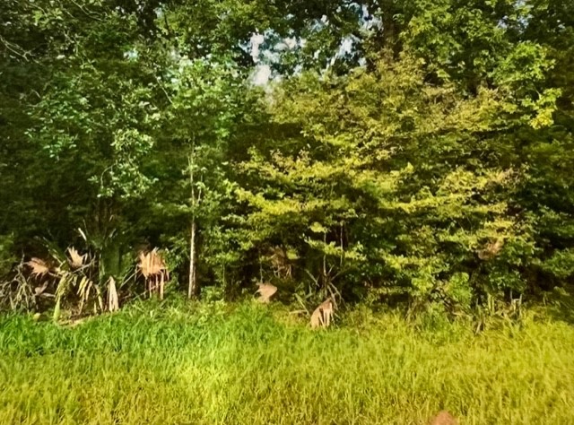 0 Hasema Sweeny, TX 77480 - Photo 6 of 12 a view of a large yard with plants and large trees