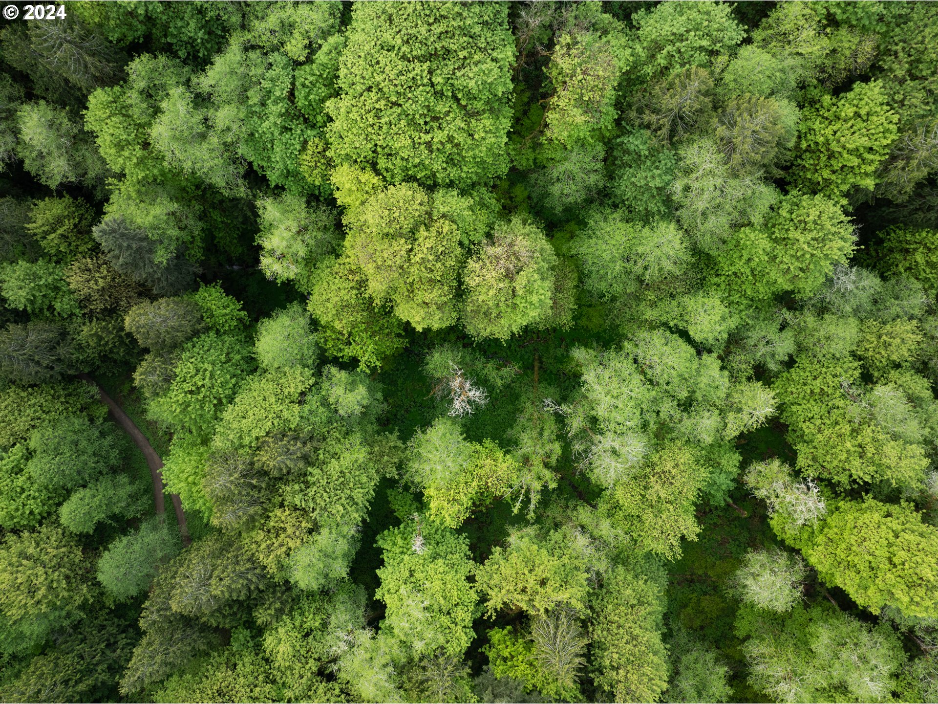 631 Clark Creek Road Longview, WA 98632 - Photo 33 of 40 a view of a lush green forest