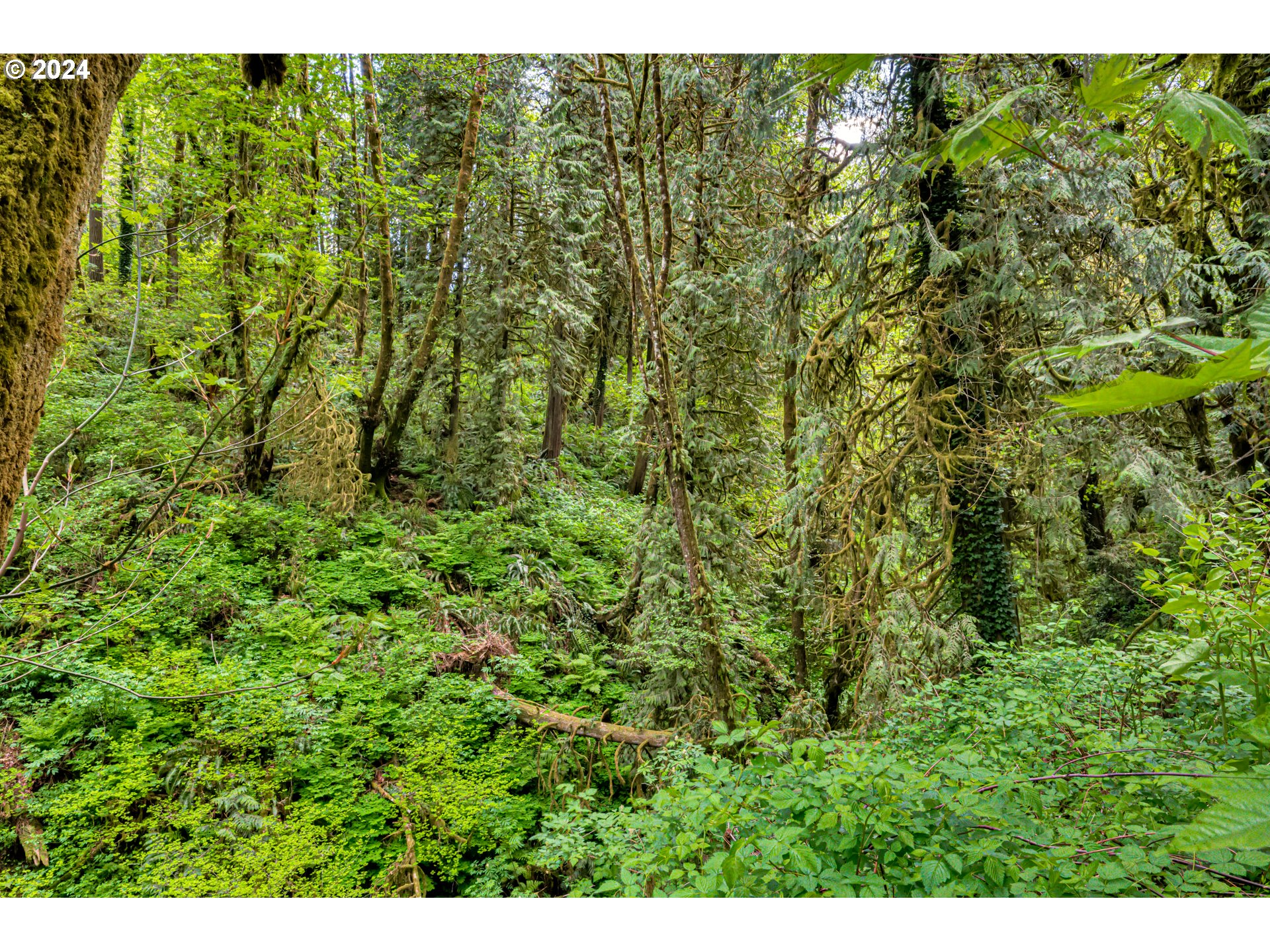 631 Clark Creek Road Longview, WA 98632 - Photo 38 of 40 a view of a garden