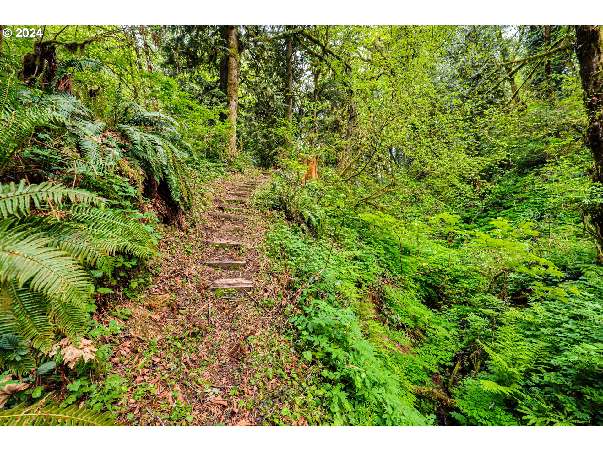 631 Clark Creek Road Longview, WA 98632 - Photo 39 of 40 a view of a lush green forest