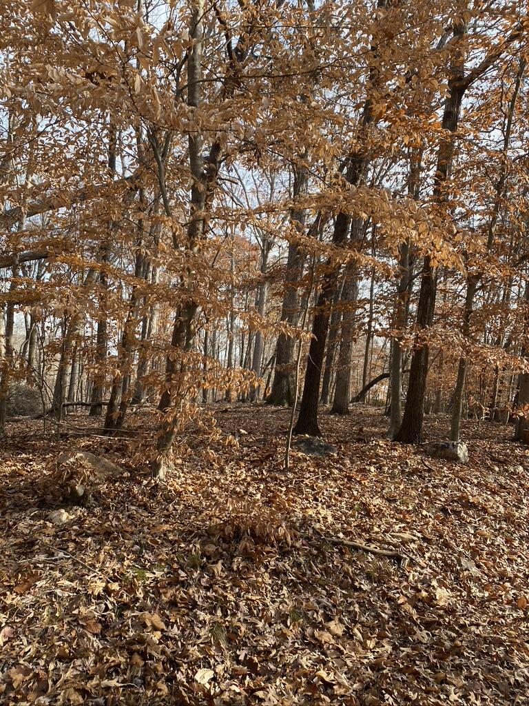 Lot 1 Windlass Road Moneta, VA 24121 - Photo 18 of 36 a view of a yard with large trees