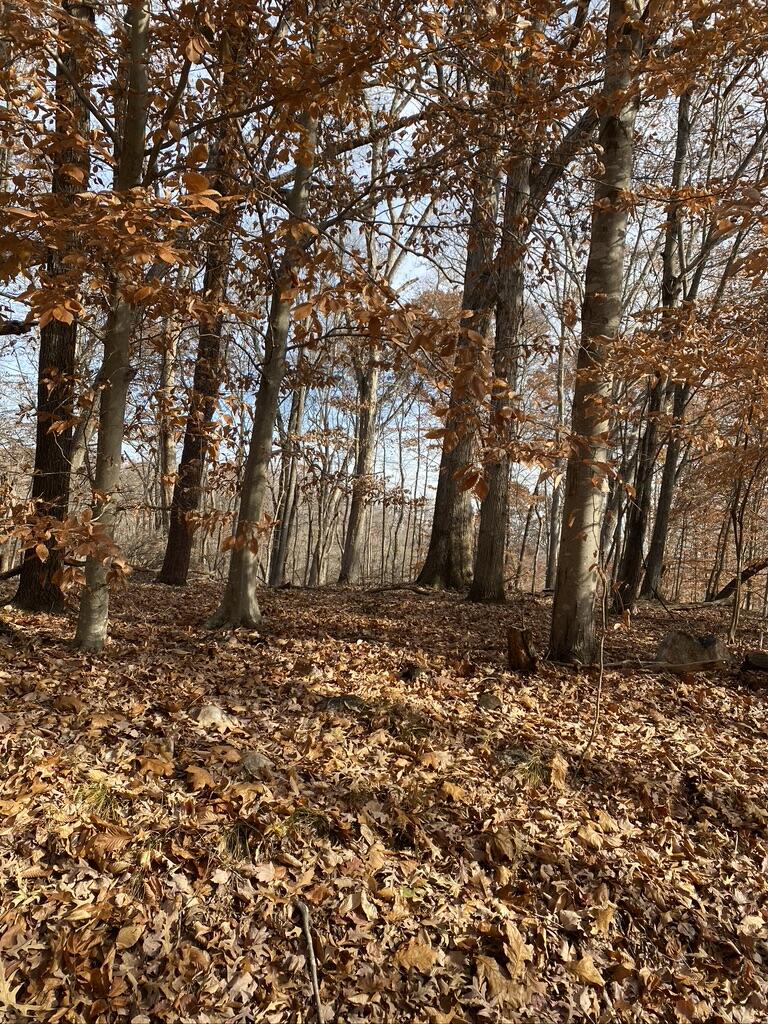 Lot 1 Windlass Road Moneta, VA 24121 - Photo 20 of 36 a view of a yard with a tree