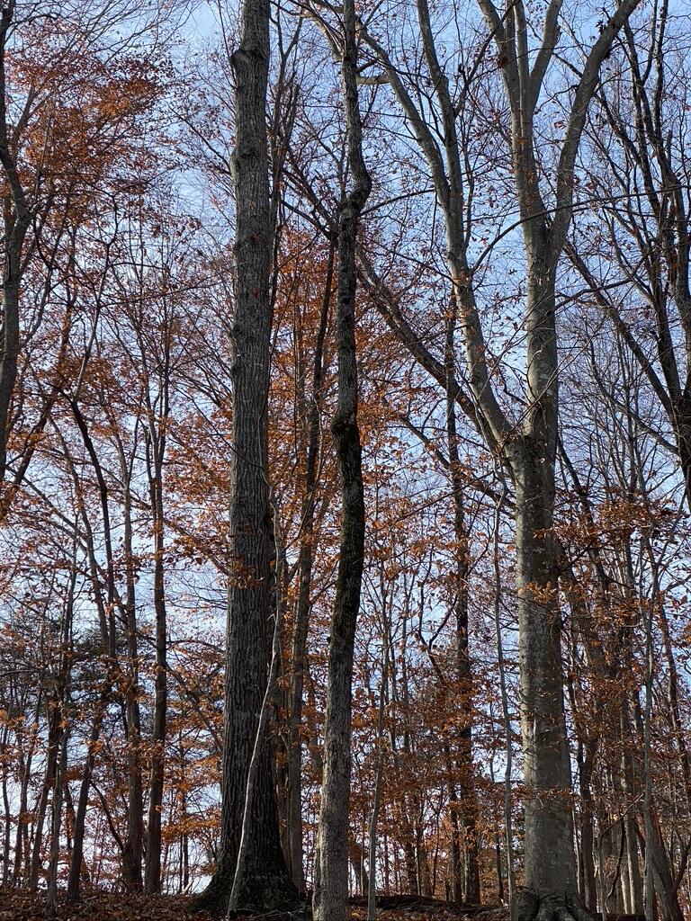 Lot 1 Windlass Road Moneta, VA 24121 - Photo 26 of 36 a view of tree