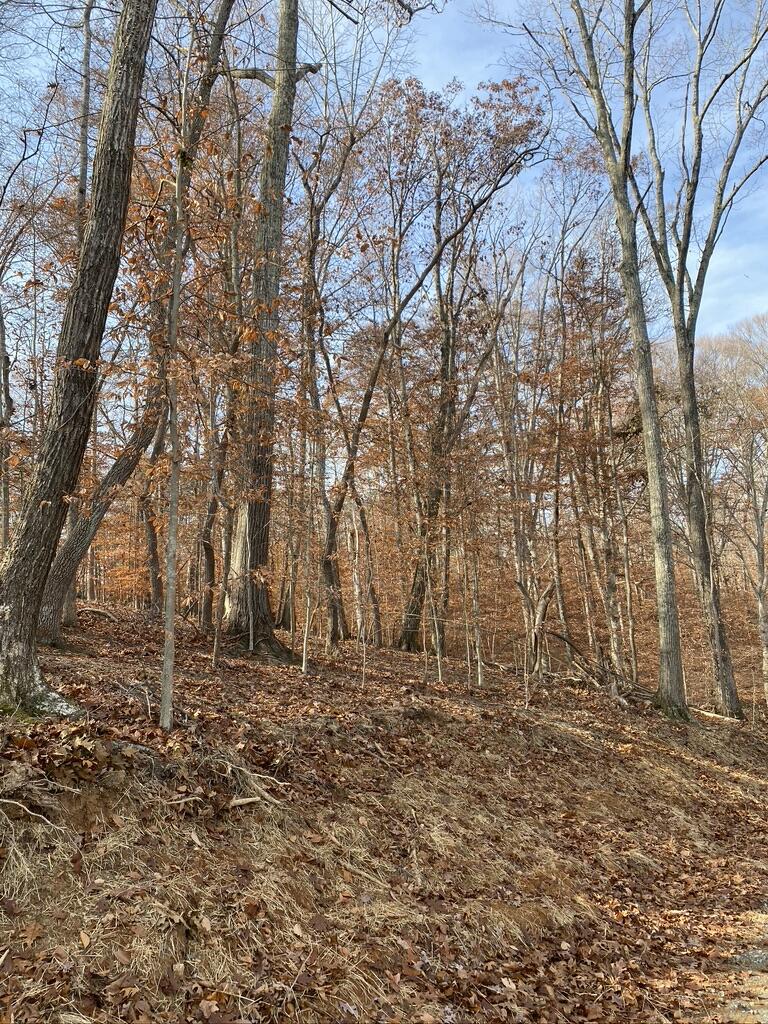 Lot 1 Windlass Road Moneta, VA 24121 - Photo 27 of 36 a big yard with trees