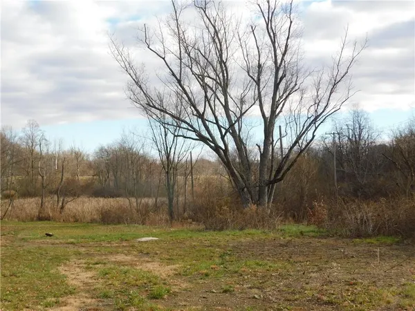 a view of a yard with large trees