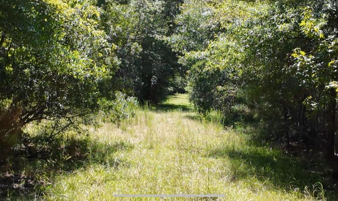 0 Misty Ridge Lane Walterboro, SC 29488 - Photo 2 of 5 00MistyRidge2