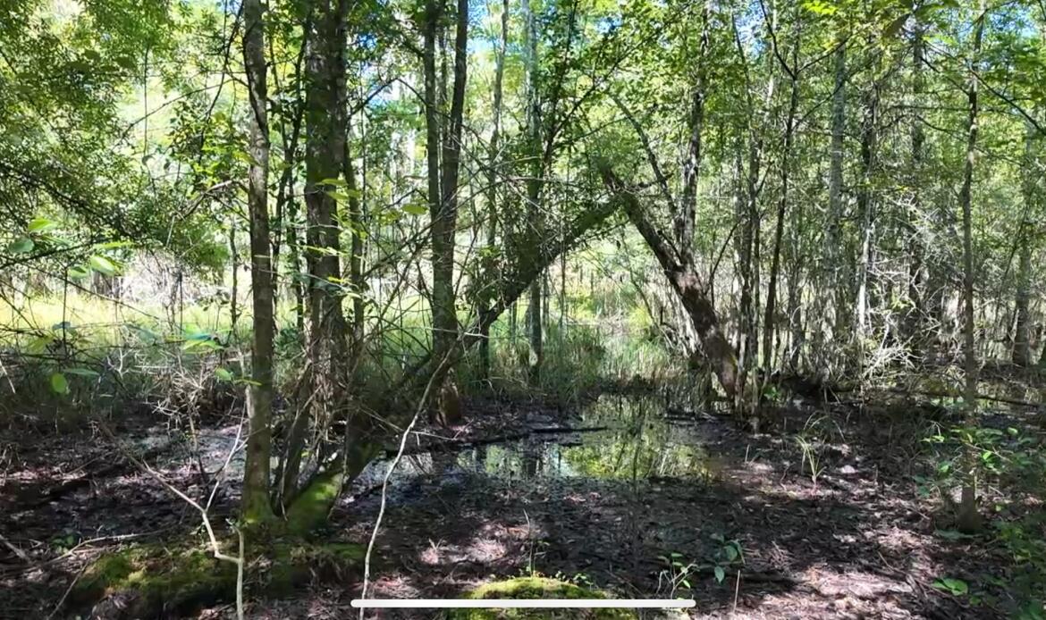 0 Misty Ridge Lane Walterboro, SC 29488 - Photo 3 of 5 00MistyRidge3