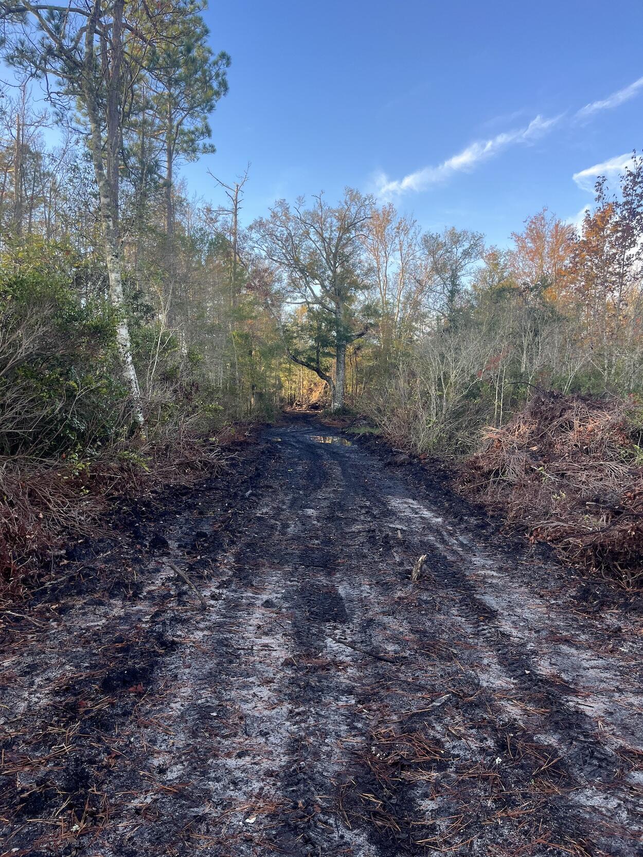 0 Misty Ridge Lane Walterboro, SC 29488 - Photo 5 of 5 IMG_8326