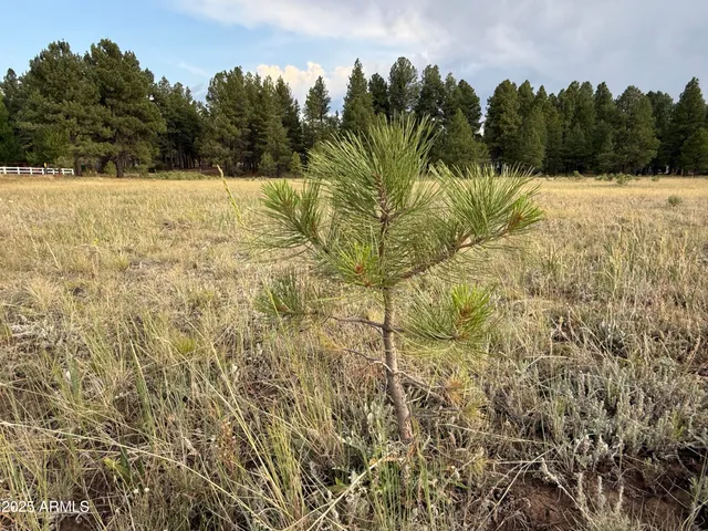 a view of outdoor space and trees