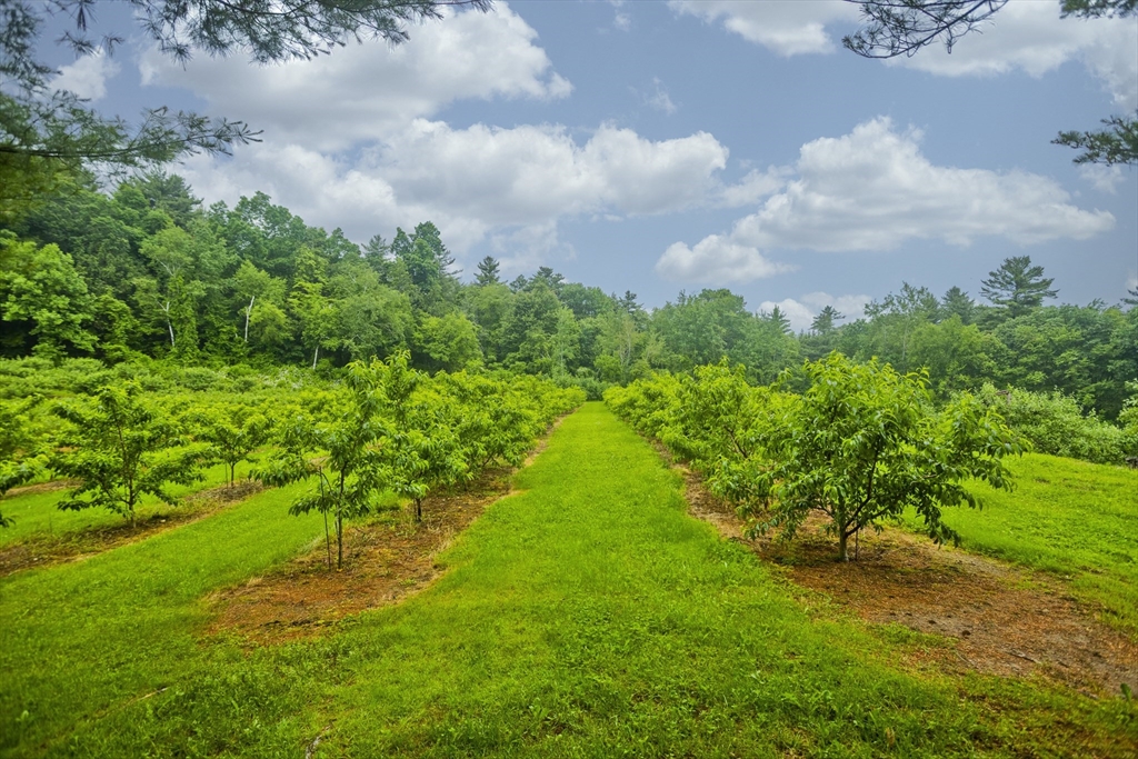 336 Russellville Road Westfield, MA 01085 - Photo 18 of 18 a view of a big yard with plants and large trees