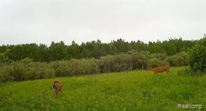 0 19 Mile Road Rudyard, MI 49780 - Photo 12 of 12 Gallery Image 12