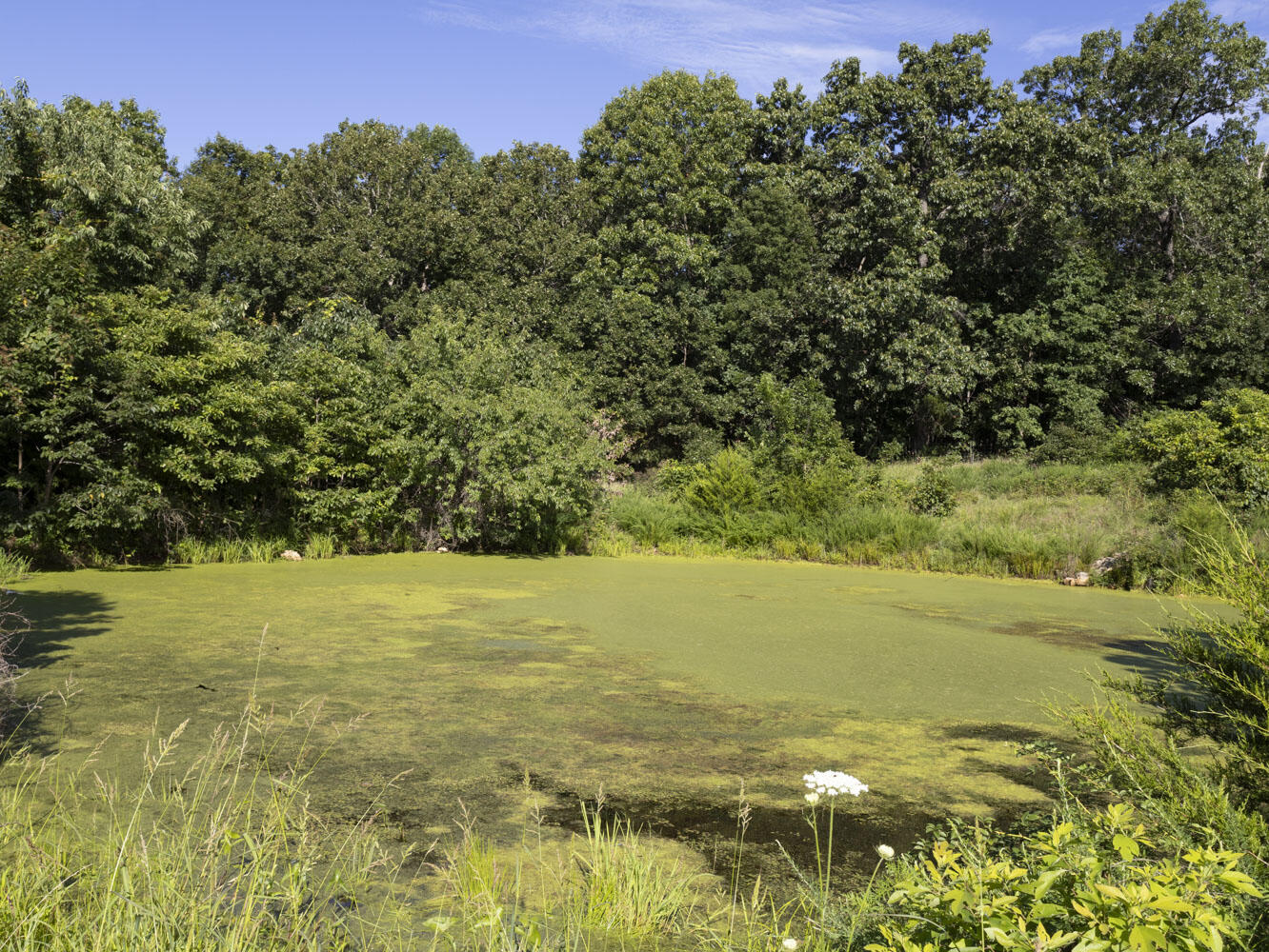 7 Route Ava, MO 65608 - Photo 103 of 111 Lower Pond