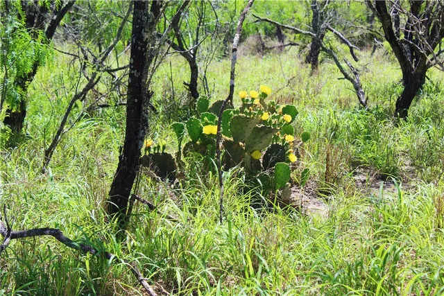 $1,170,000 | 0 North County Road 1026, Kingsville, TX 78363