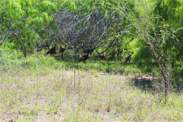 $1,170,000 | 0 North County Road 1026, Kingsville, TX 78363