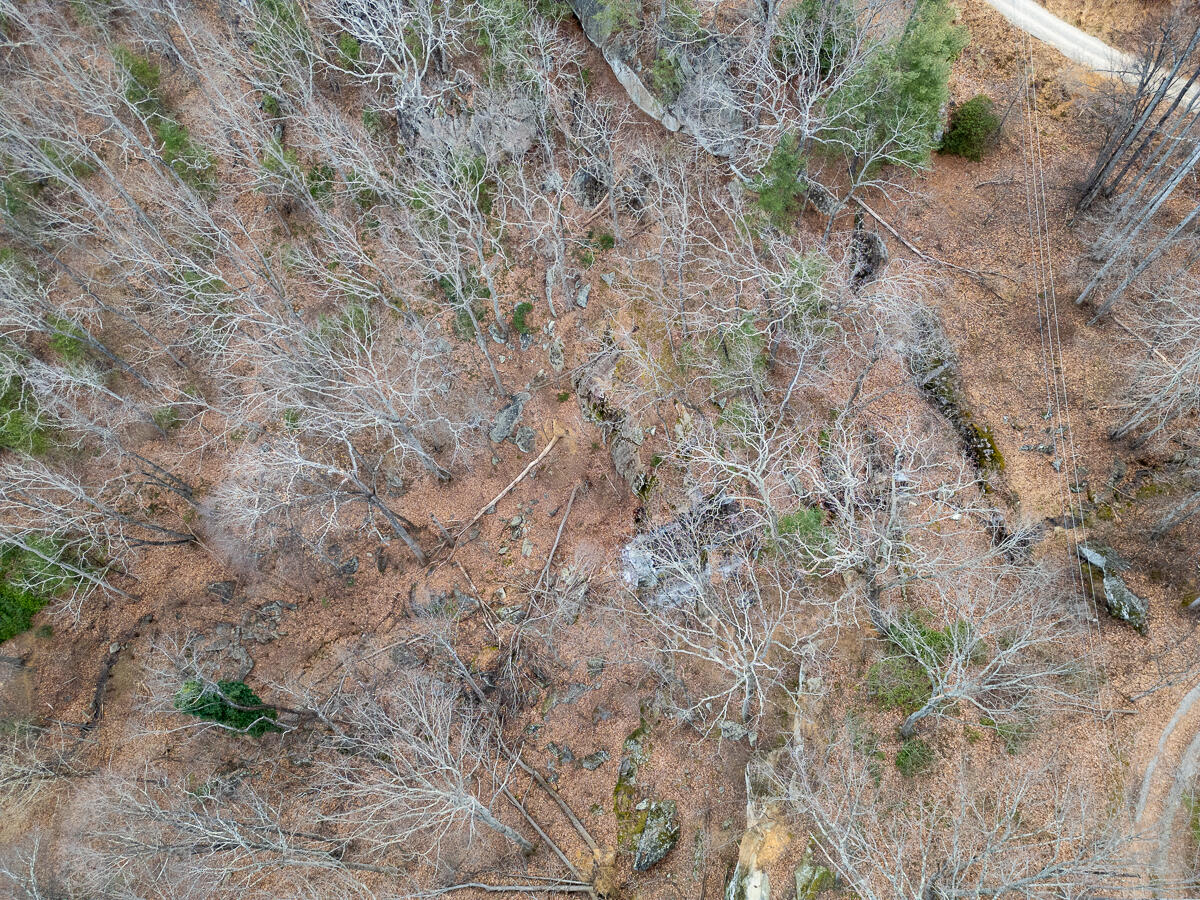 6847 Crowell Gap Road Boones Mill, VA 24065 - Photo 47 of 55 a close up of a plants
