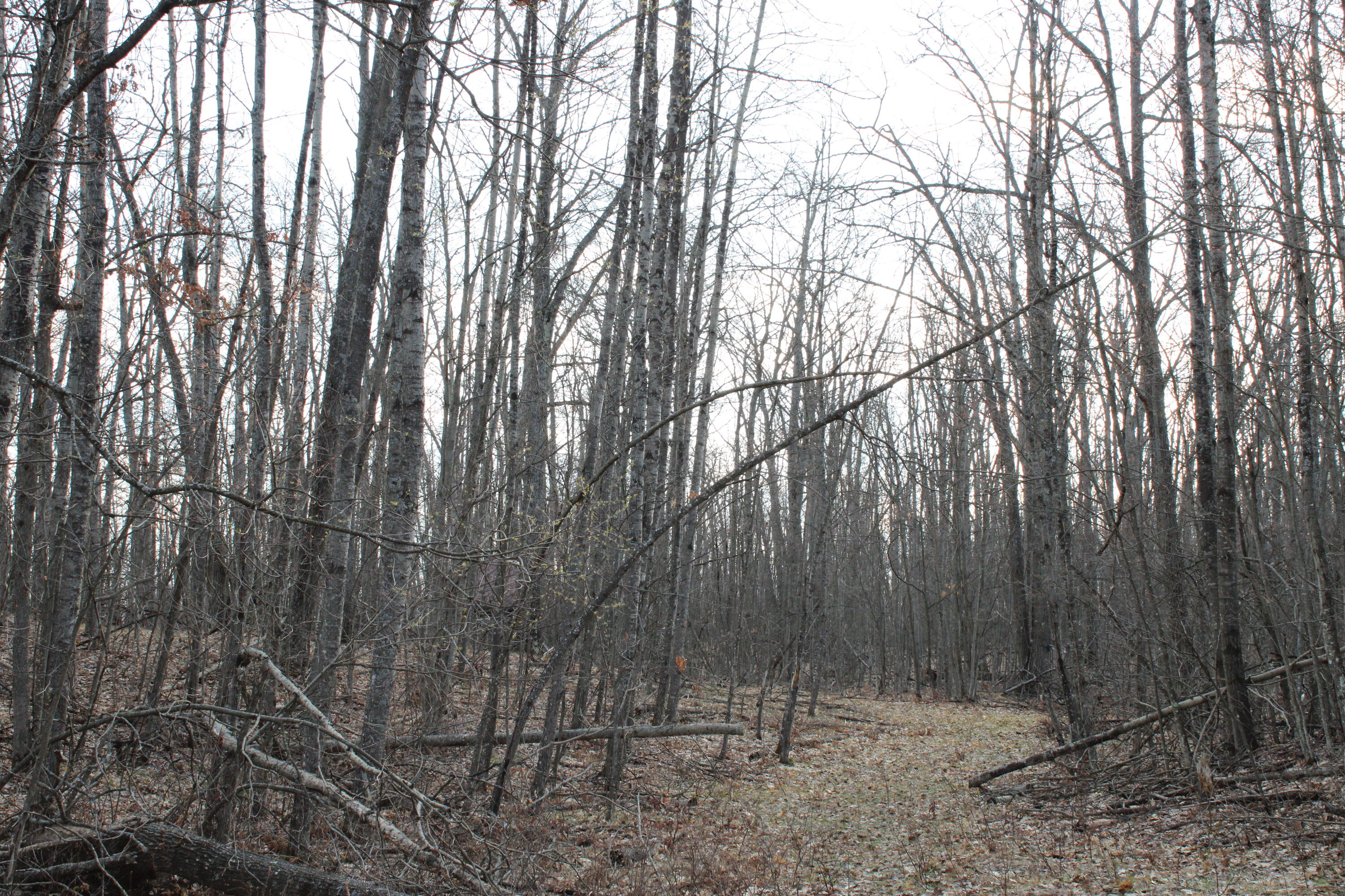 1 Hardy Grade Road Curran, MI 48728 - Photo 16 of 18 IMG_7847