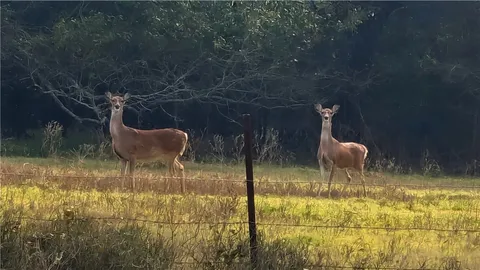a swimming pool with a yard