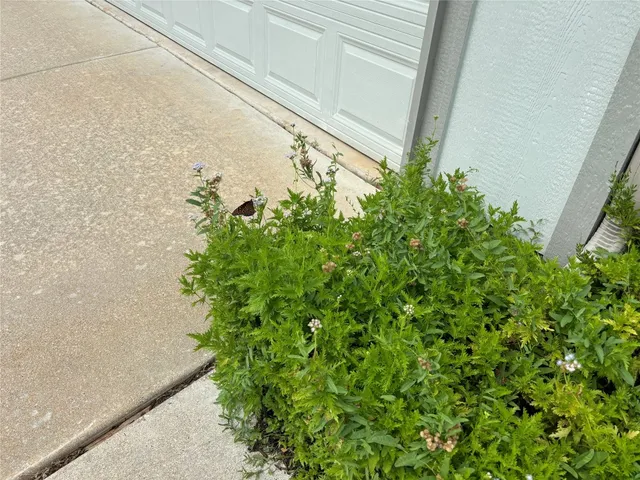 a plant that is in front of a window