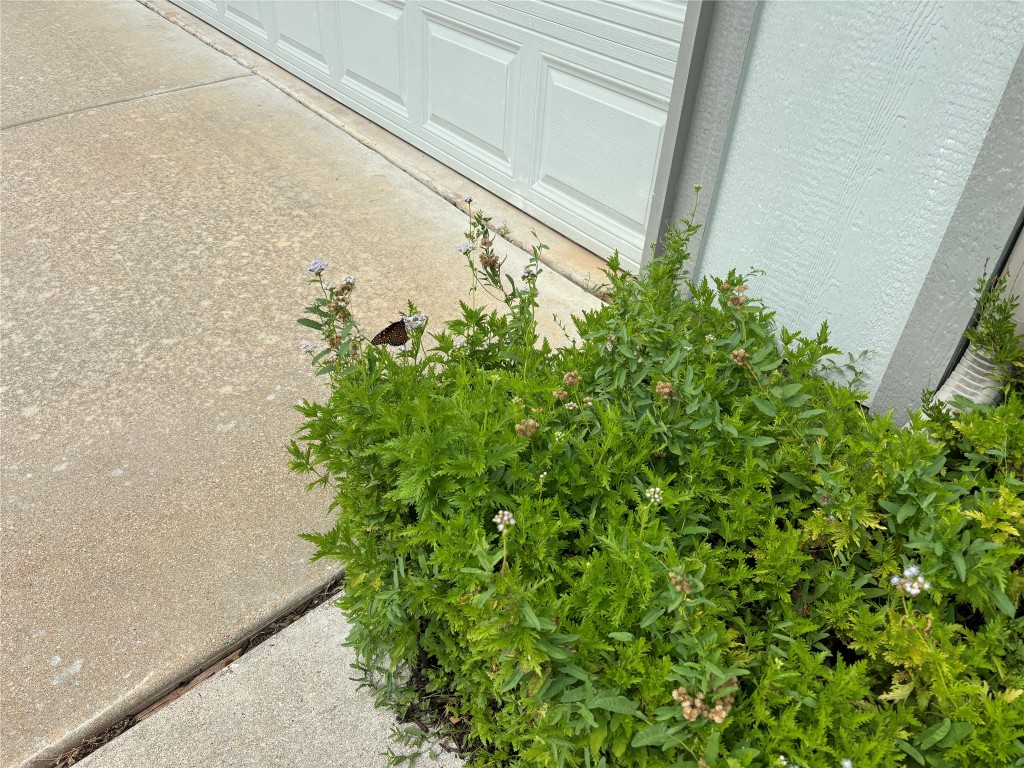 106 Bowie Circle Georgetown, TX 78633 - Photo 32 of 33 a plant that is in front of a window