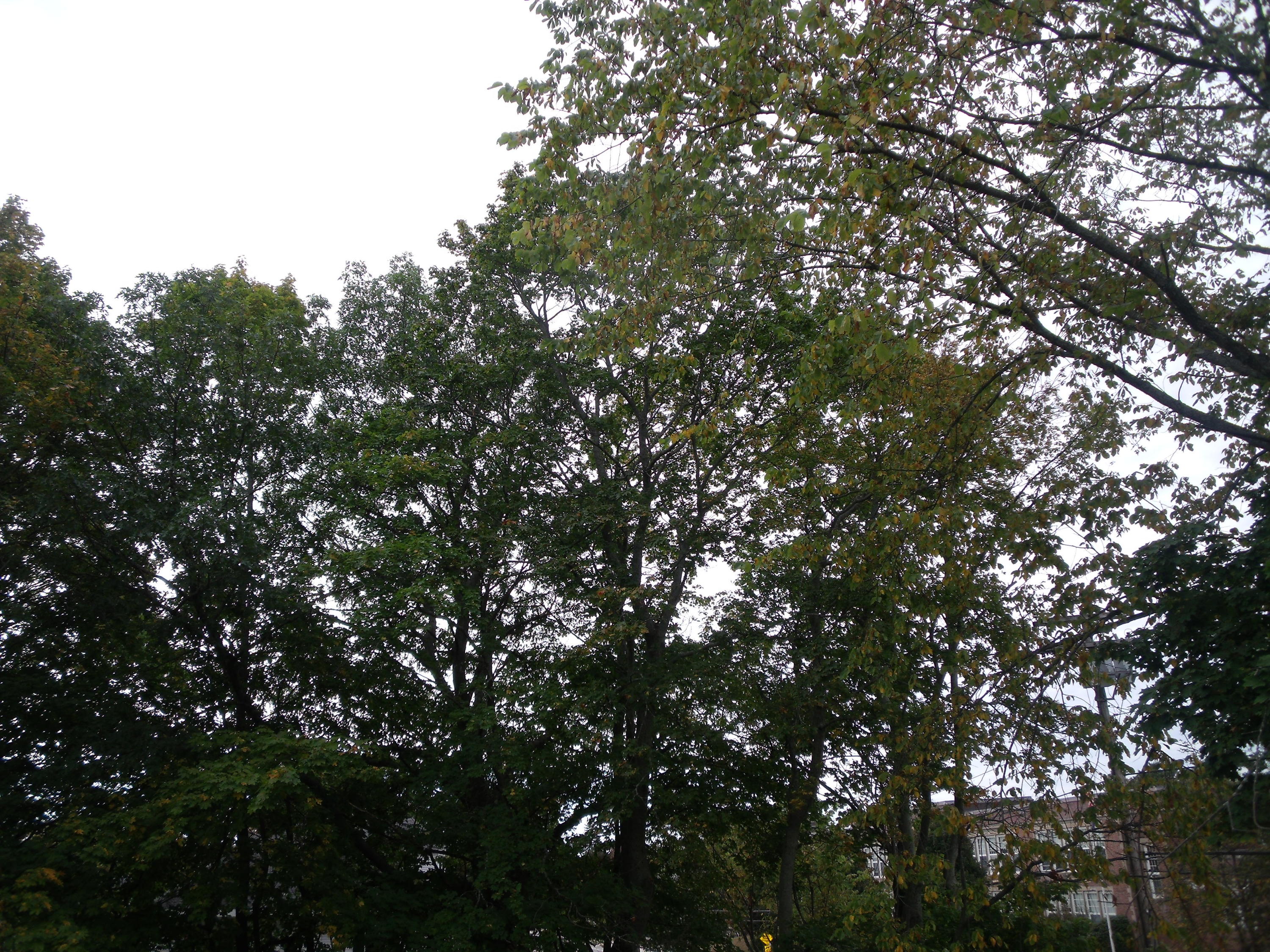 DSCF2619