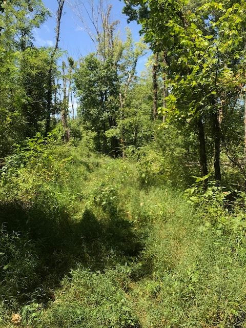 158-acres Eagle Tunnel Road Dry Ridge, KY 41035 - Photo 13 of 22 Gallery Image 13
