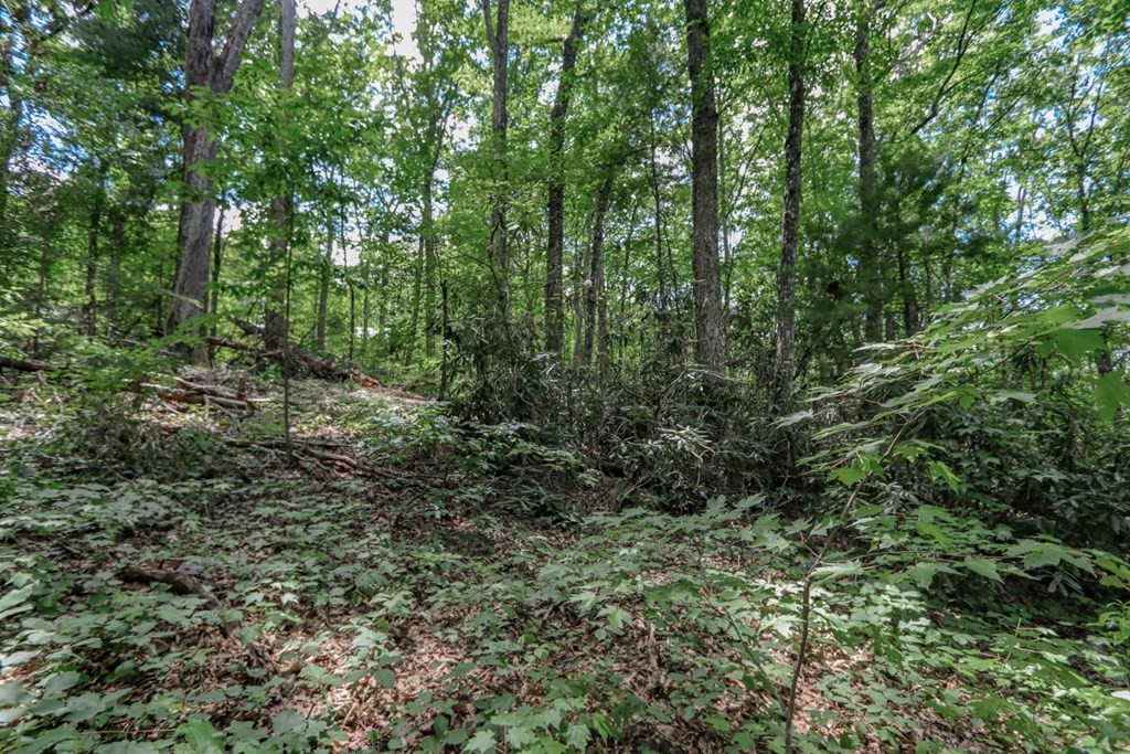 33983400 Laurelwood Road Cosby, TN 37722 - Photo 23 of 35 Gallery Image 23