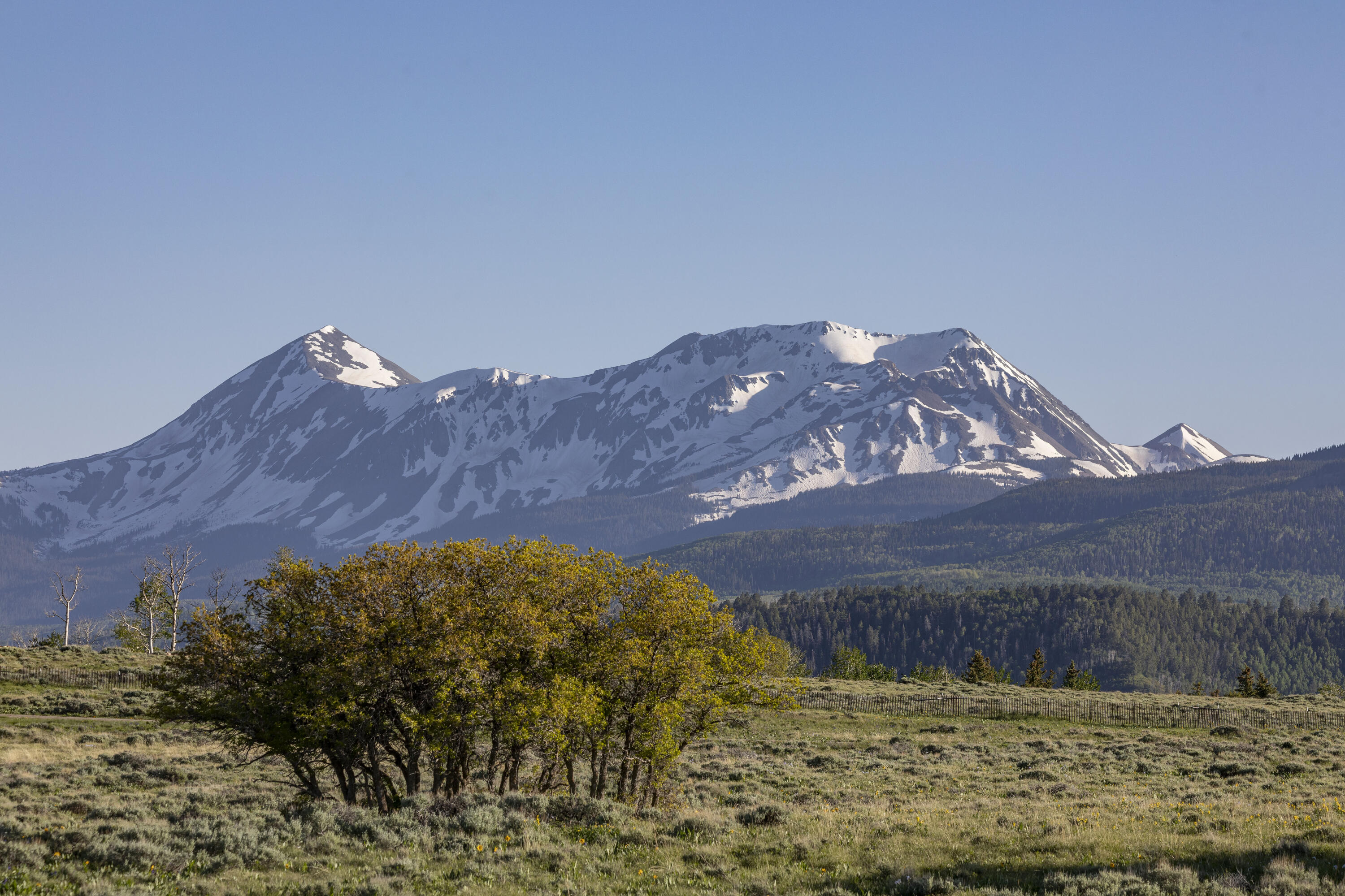 541 Elam Ridge Drive Placerville, CO 81430 - Photo 28 of 36 a view of a back yard