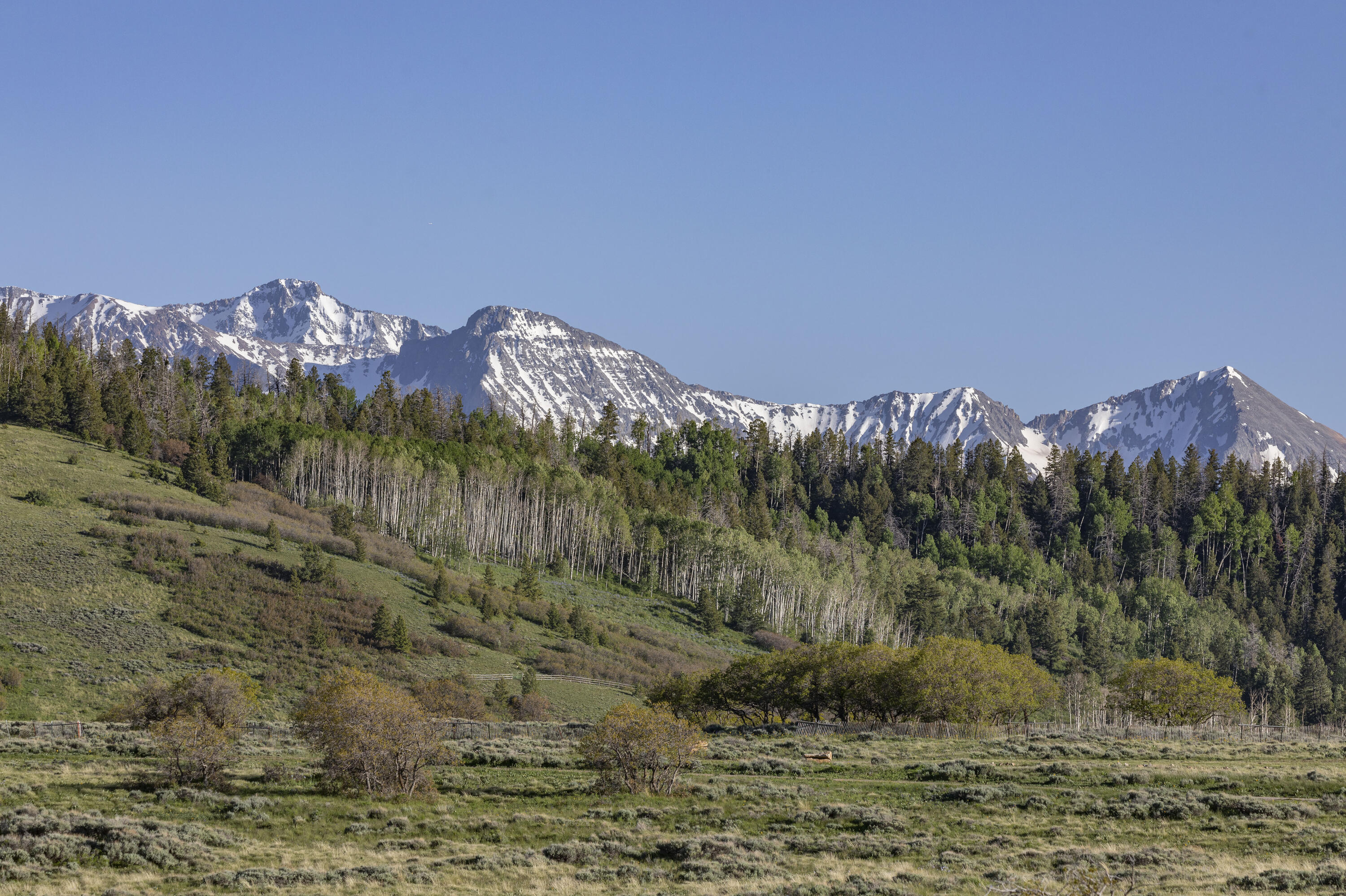 541 Elam Ridge Drive Placerville, CO 81430 - Photo 29 of 36 a view of a dry yard with large trees