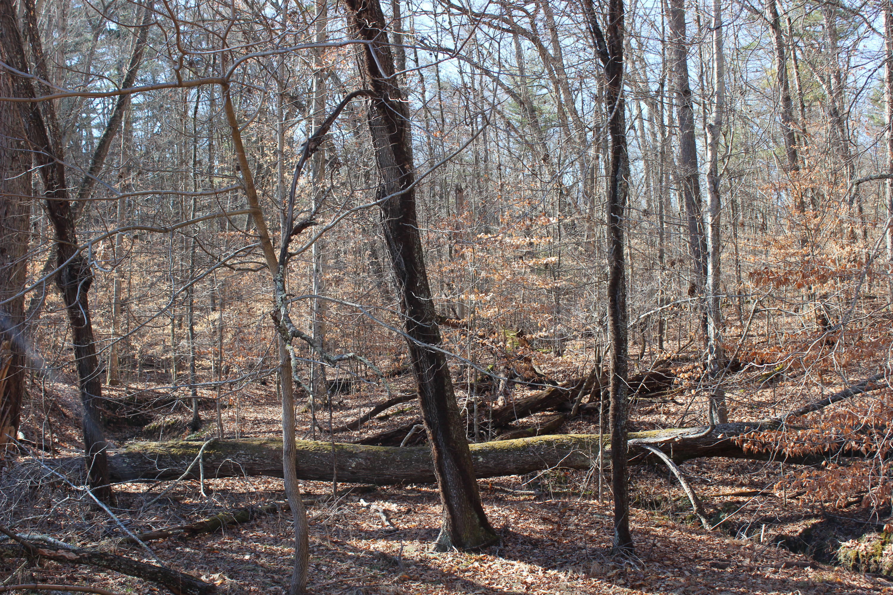 219 Brush Road Lewisburg, WV 24901 - Photo 11 of 30 Gallery Image 11