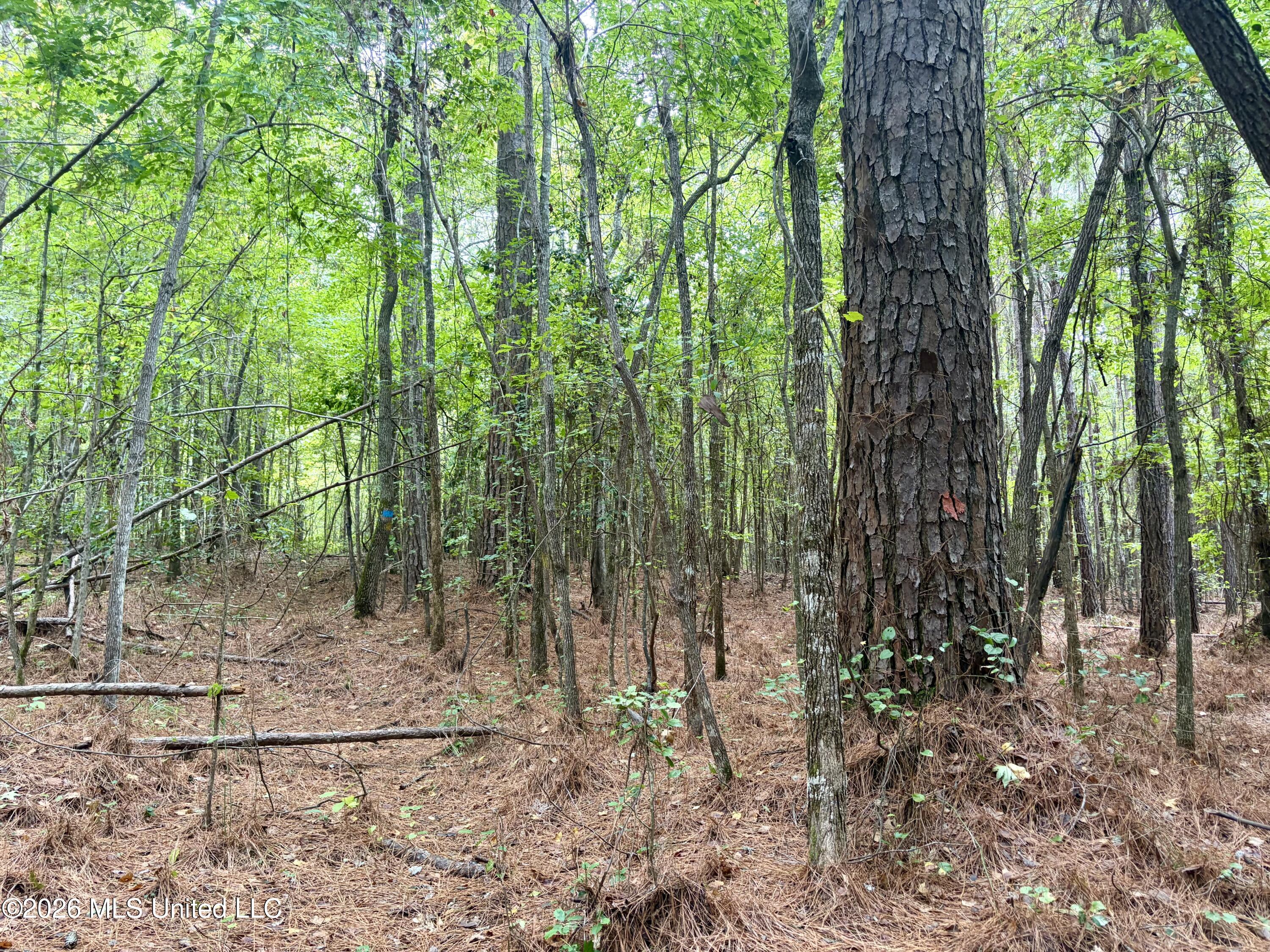 East Bethel Road Sturgis, MS 39769 - Photo 17 of 23 IMG_3970