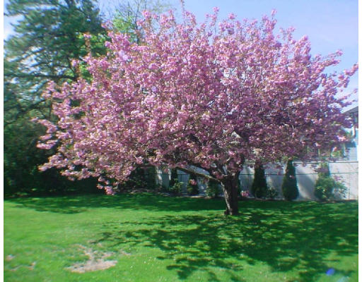 25 Bothfeld Road Newton, MA 02459 - Photo 6 of 6 a garden view