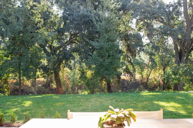 a view of a park with large trees