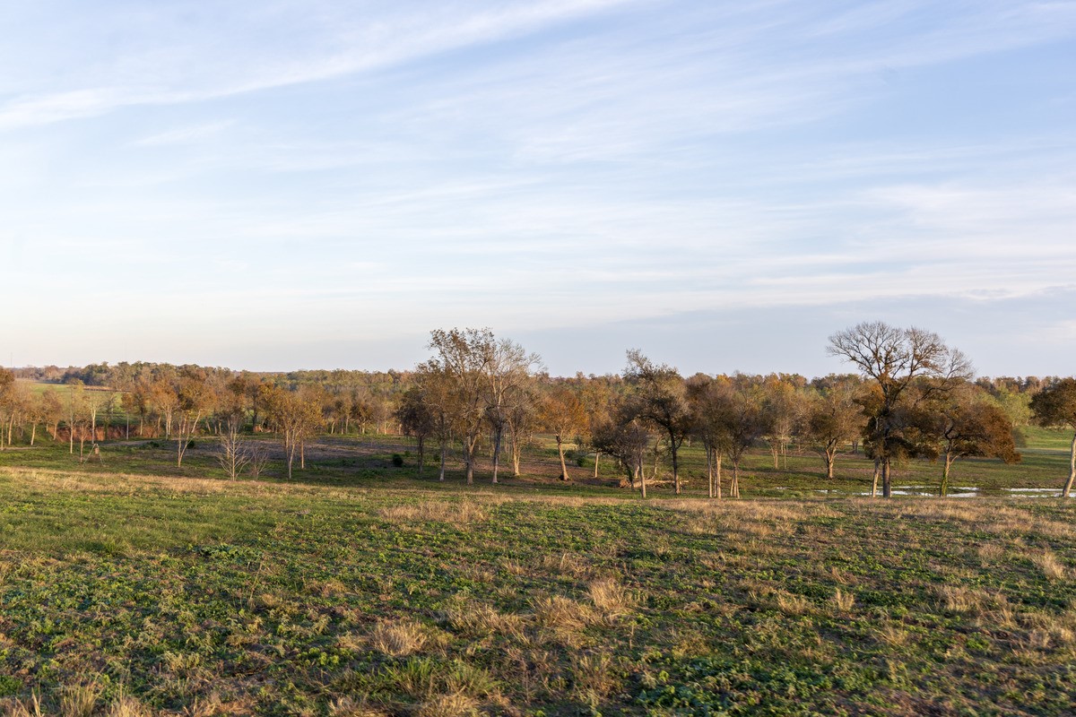 6164 Brazos Bow Way Washington, TX 77880 - Photo 15 of 43 a view of a field with trees in background
