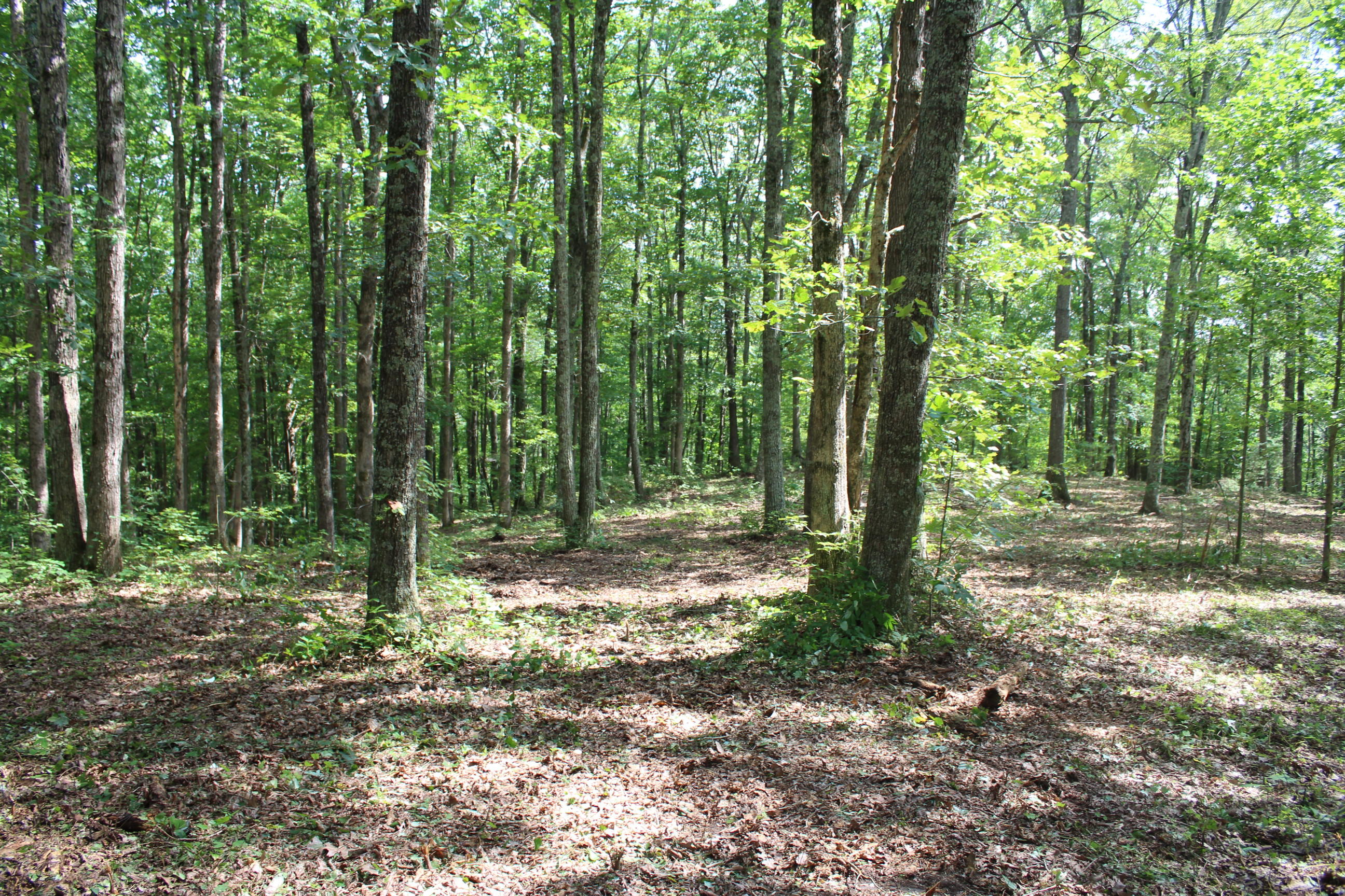 South Old Poplar Cv Road Jamestown, TN 38556 - Photo 1 of 7 009