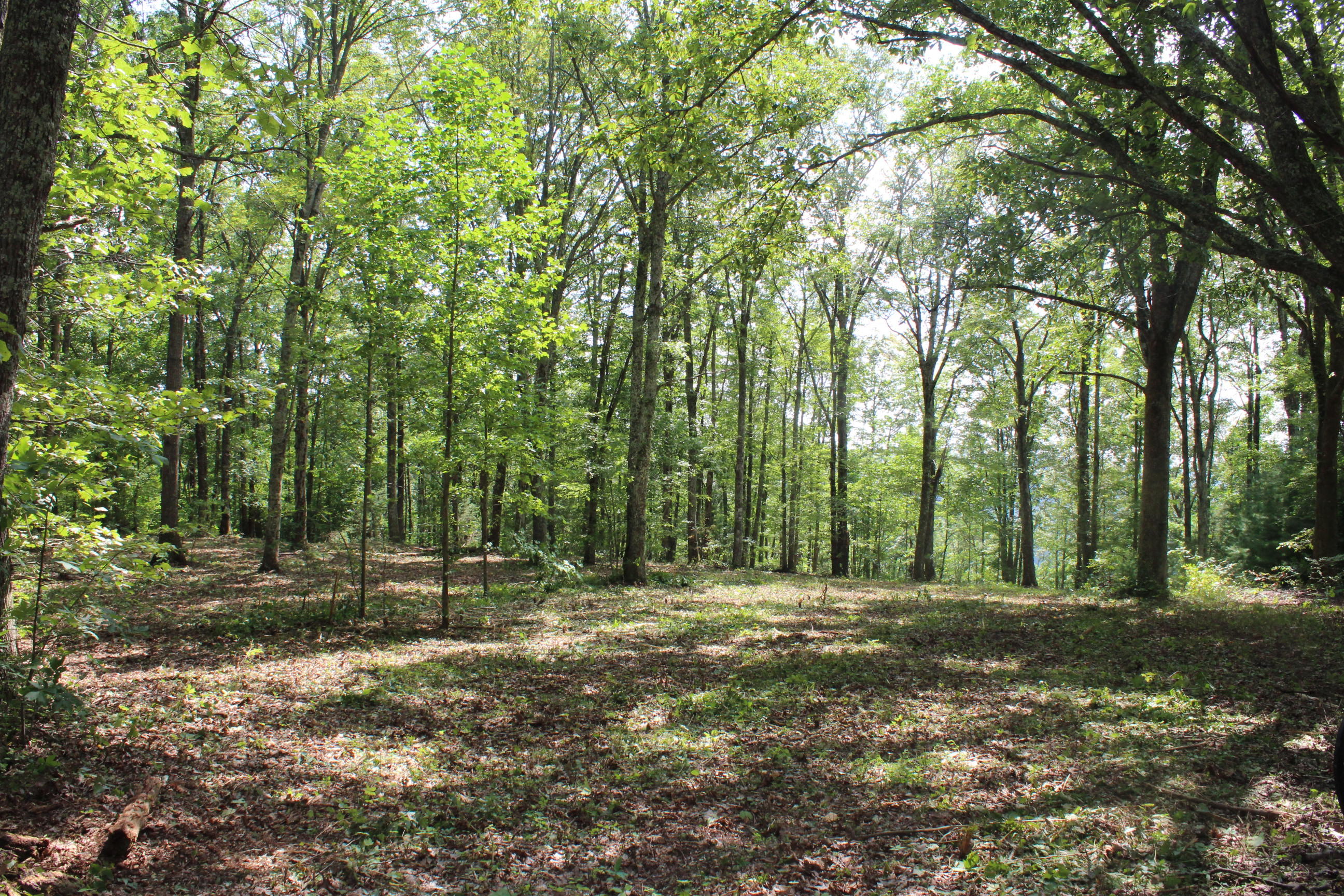 South Old Poplar Cv Road Jamestown, TN 38556 - Photo 2 of 7 010