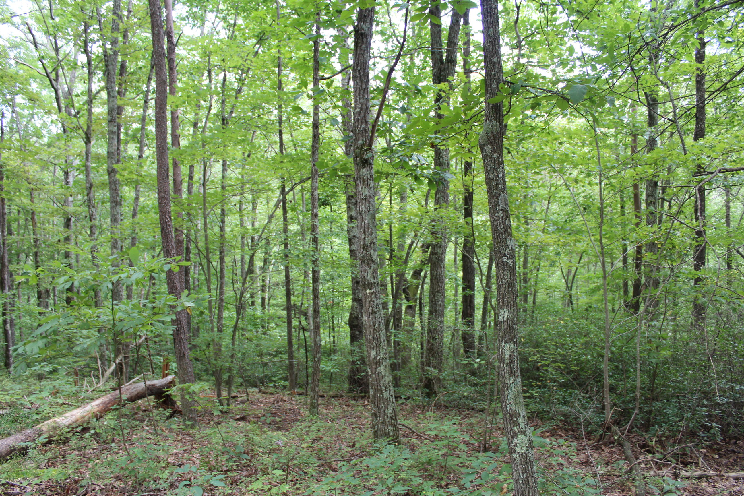 South Old Poplar Cv Road Jamestown, TN 38556 - Photo 5 of 7 013