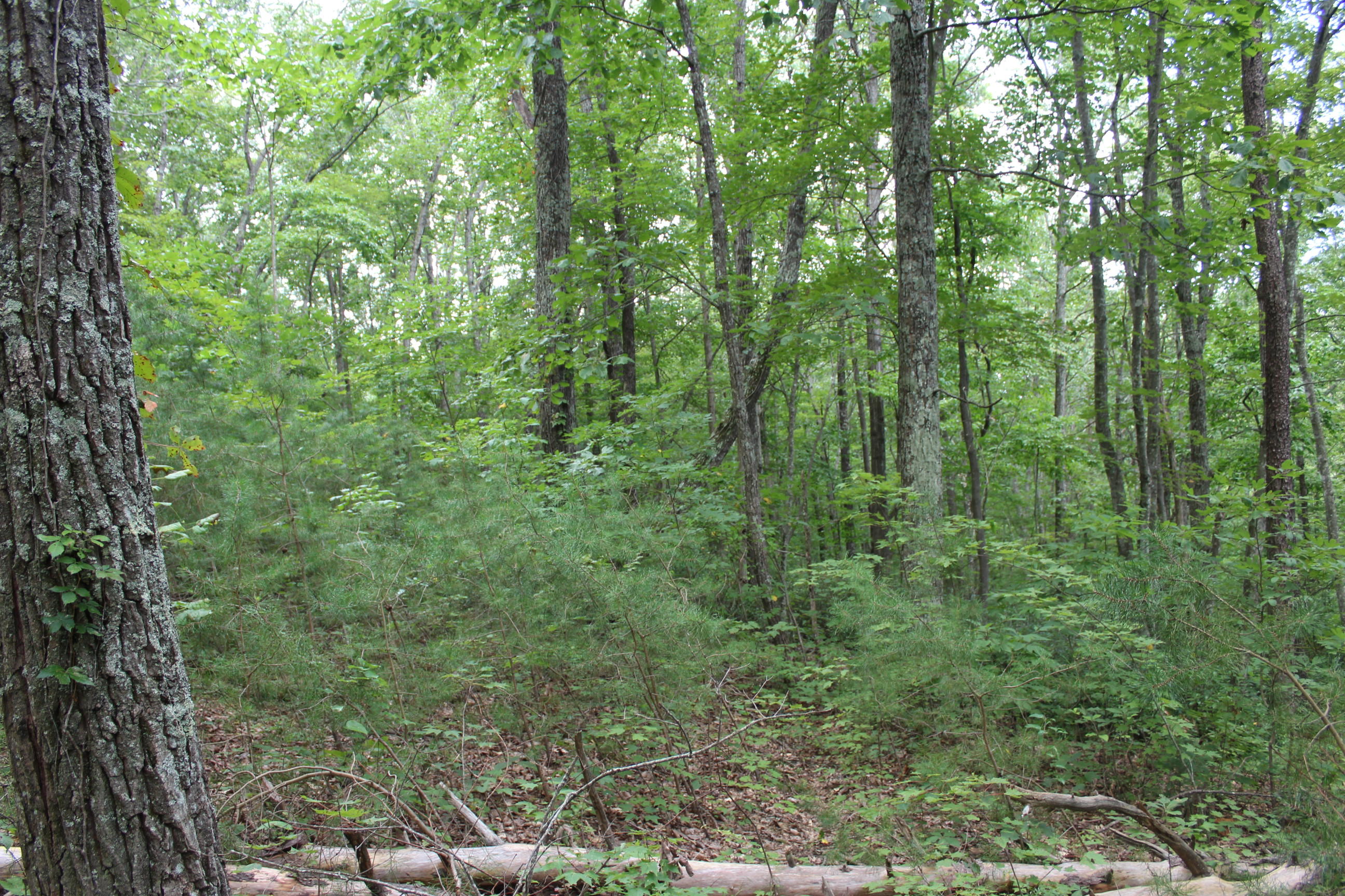 South Old Poplar Cv Road Jamestown, TN 38556 - Photo 6 of 7 014