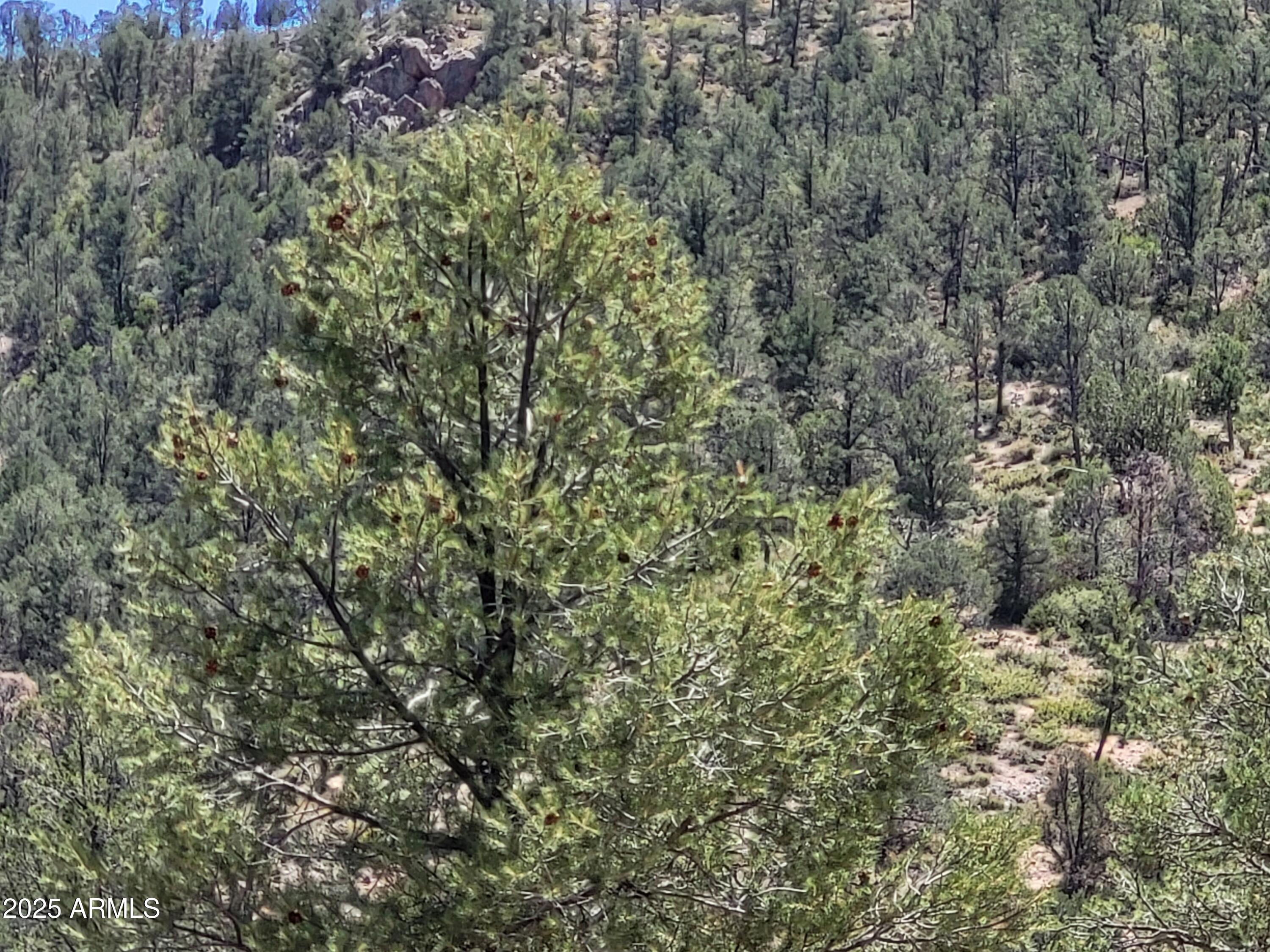 1201 East Phoenix Street, Unit 13 Payson, AZ 85541 - Photo 5 of 9 a view of a forest with a tree