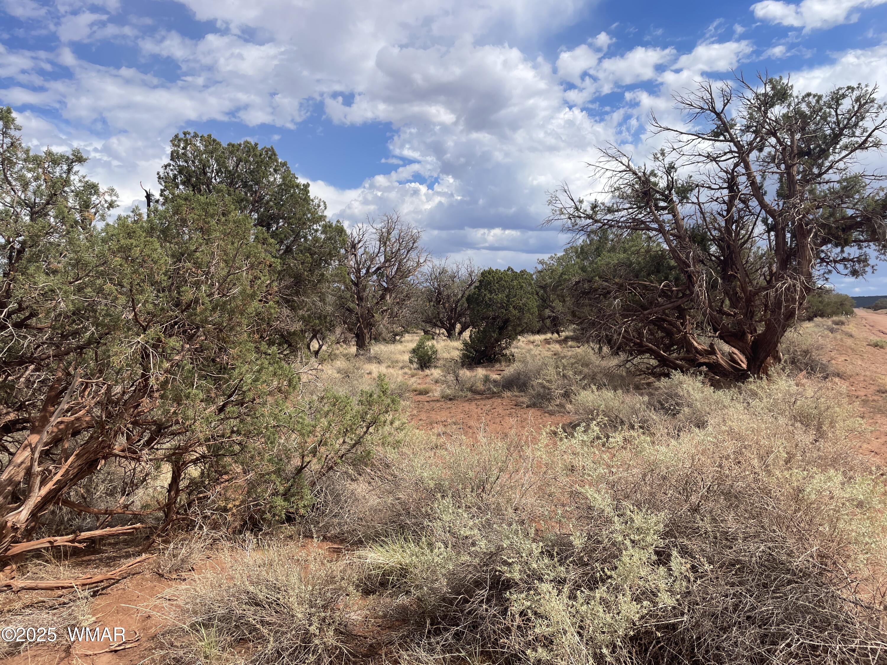 4341 Clydesdale Road Snowflake, AZ 85937 - Photo 8 of 15 a view of a covered with trees
