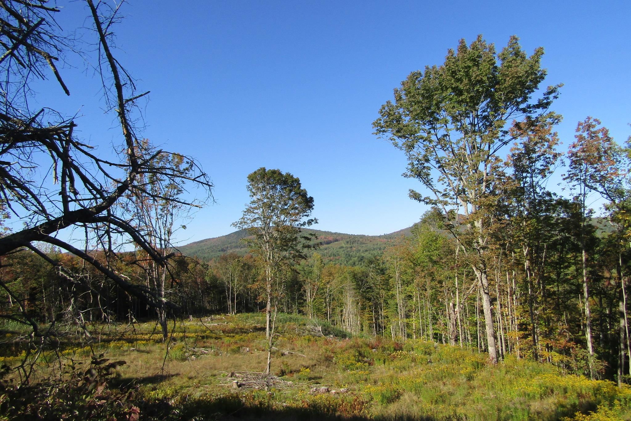 351 Coventry Road Benton, NH 03785 - Photo 12 of 30