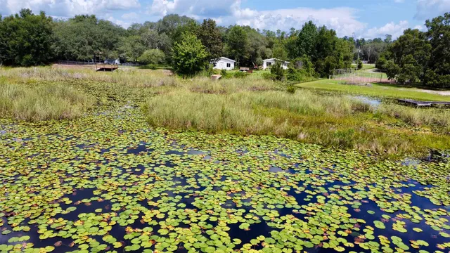 a view of a garden with a bench