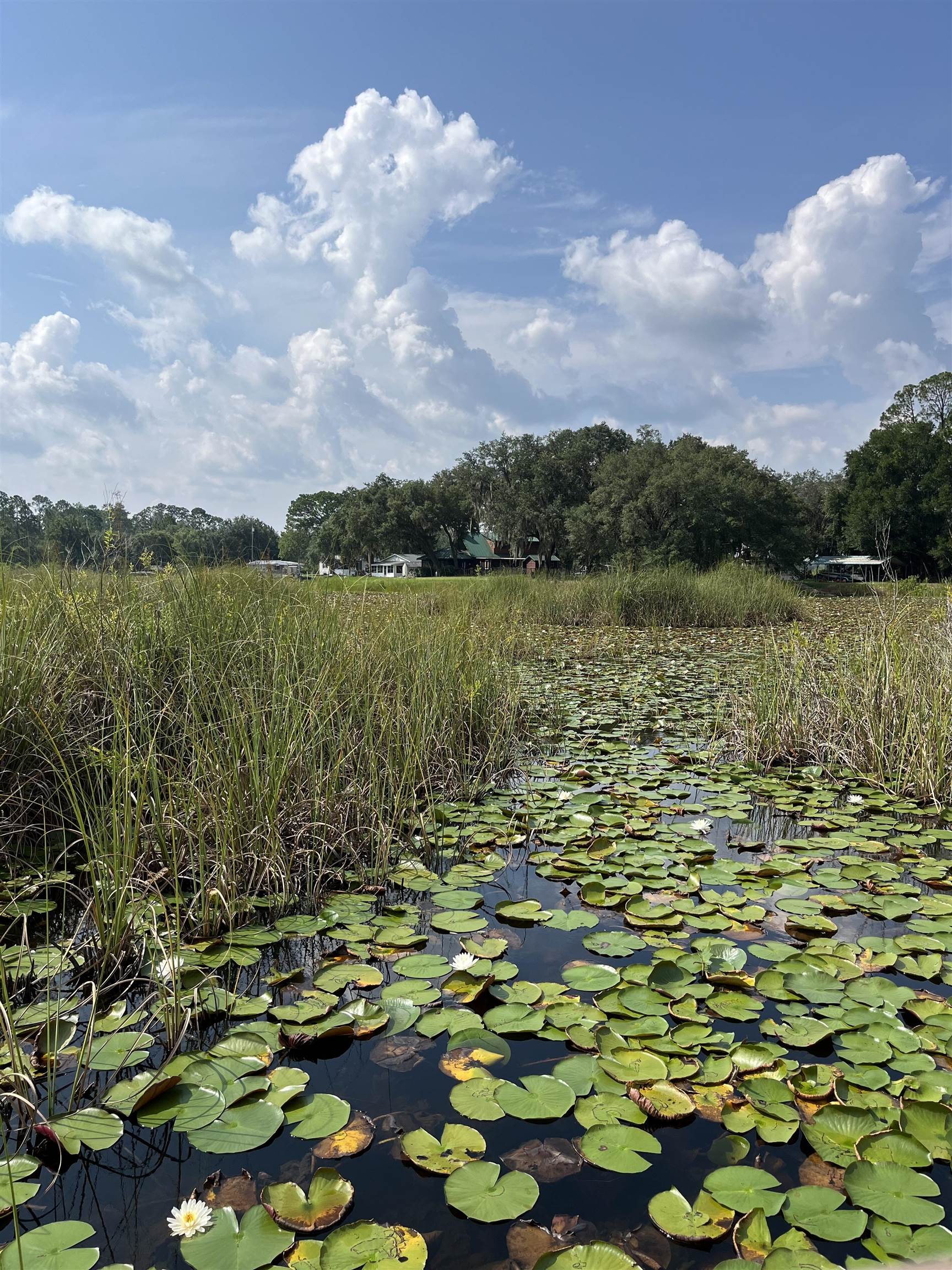 23670 Northeast 154th Place Road Salt Springs, FL 32134 - Photo 48 of 65