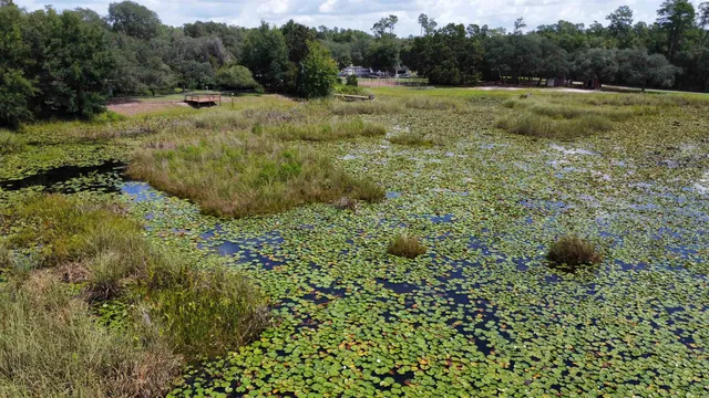 a close up of a plant in a garden